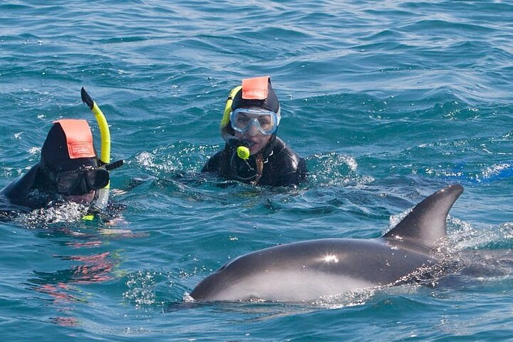 Dive into the clear waters of Kaikoura where playful Dusky Dolphins invite you to share their world. Experience unforgettable moments surrounded by stunning coastal beauty.